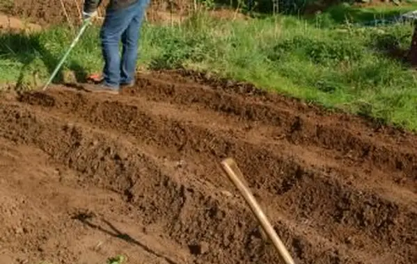 Lavorare a mano il terreno per piantare colture