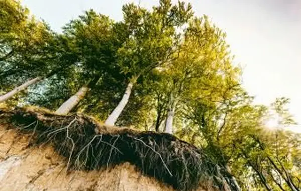 Stromy na brehu s eróziou pôdy