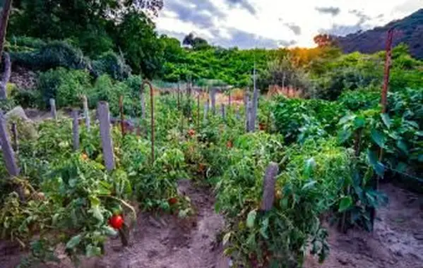 záhradná pôda so zeleninovými rastlinami