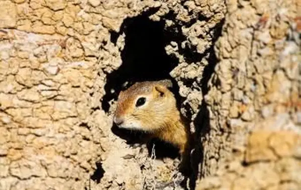 Pozerá z neho syseľ