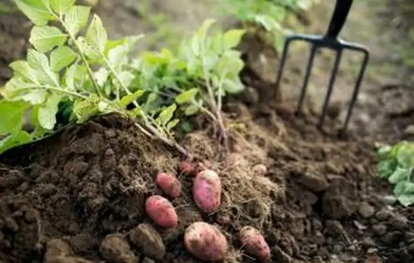 Prečo je pôda taká dôležitá?