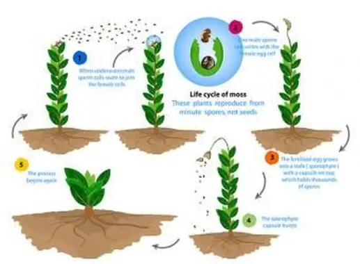 Cycle de vie de la mousse