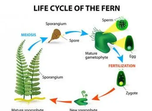 Cycle de vie de la fougère