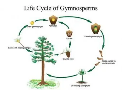 Cycle de vie des gymnospermes