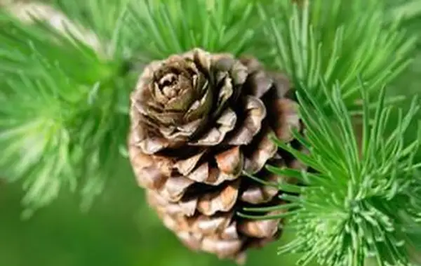 Comment les plantes non fleuries se reproduisent-elles ?