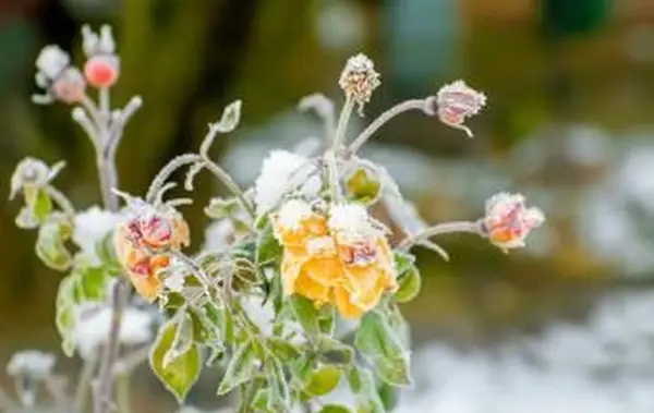 Rosas geadas pendentes
