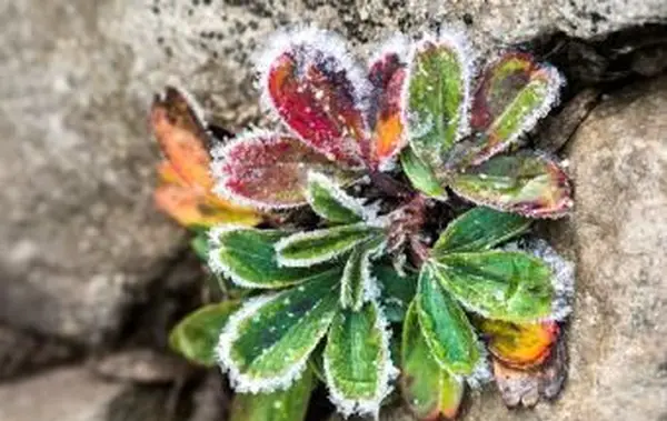 Folhas de mirtilo descoloridas