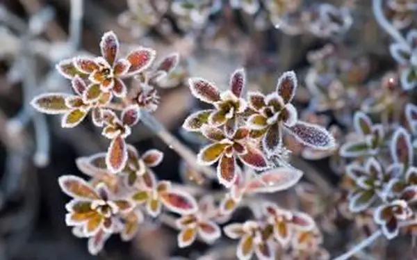 Folhas de azaléia descoloridas