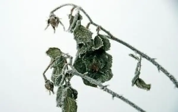 Sintomas de plantas chocadas com clima frio