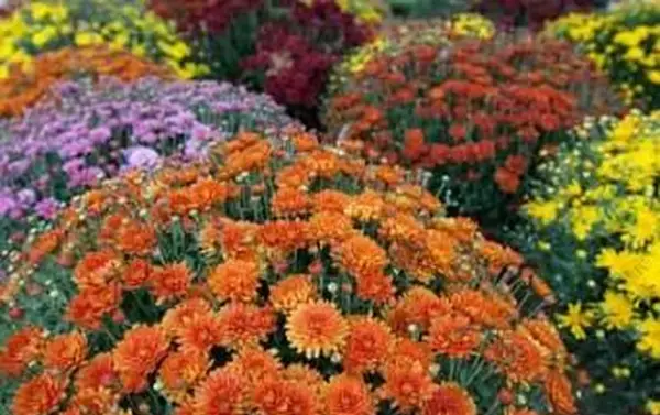 Opieka nad jesiennymi mamami