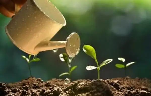 4 factores de crecimiento de las plantas que afectan a todas las plantas