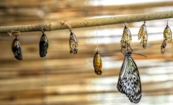 스틱에 매달려있는 고치