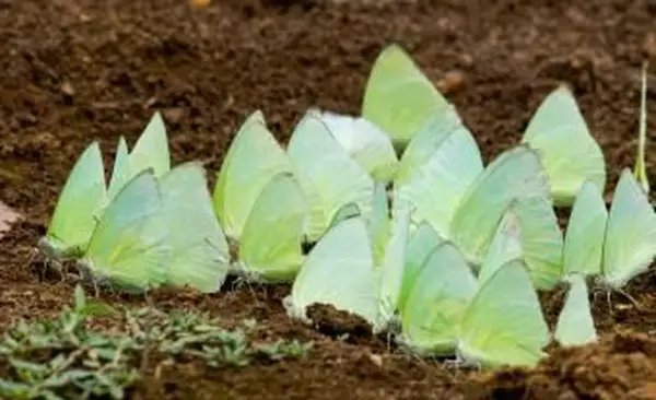 진흙 웅덩이 나비