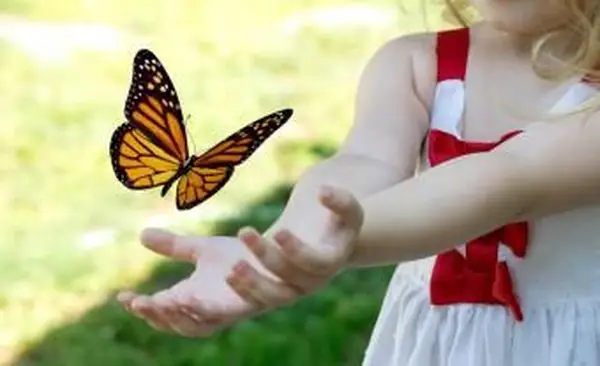 나비에 대한 사실