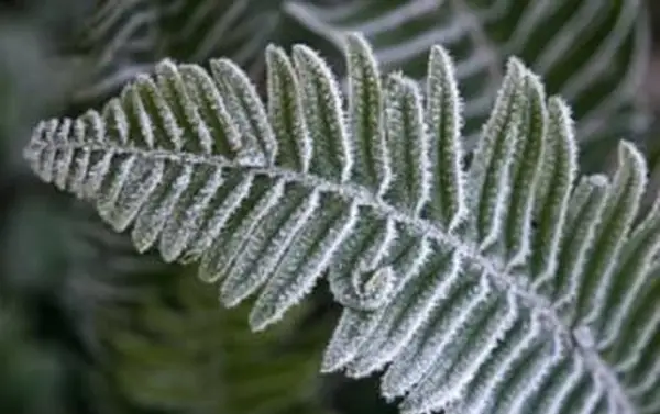 Hivernage des fougères