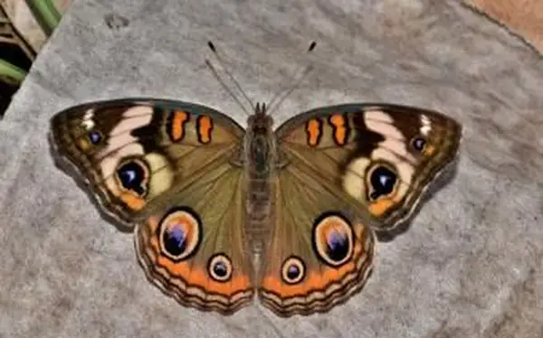 Pagaštan obyčajný