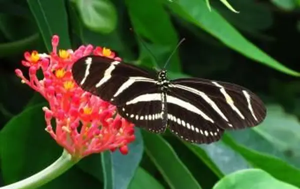 Zebra Longwing