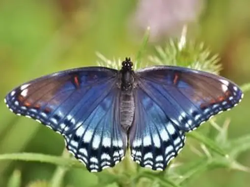 Fialová s červenými škvrnami