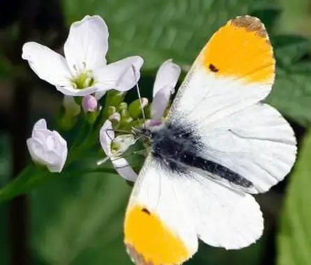 Falcate Orangetip motyl