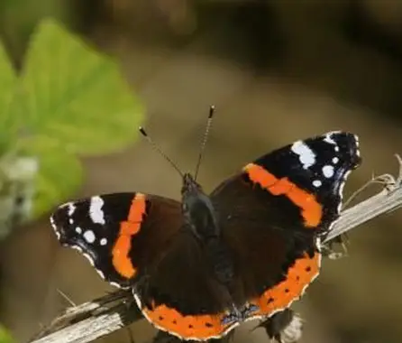 Czerwony motyl admirała