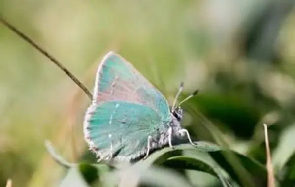 Przybrzeżny zielony motyl z pasemkami włosów