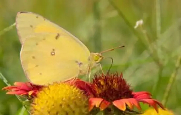 Śpiący pomarańczowy motyl