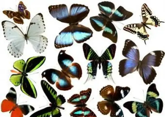 Rodzaje motyli z opisami i zdjęciami
