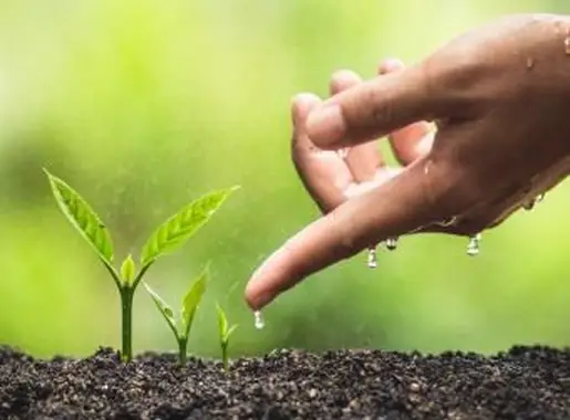 Wie wachsen Pflanzen?