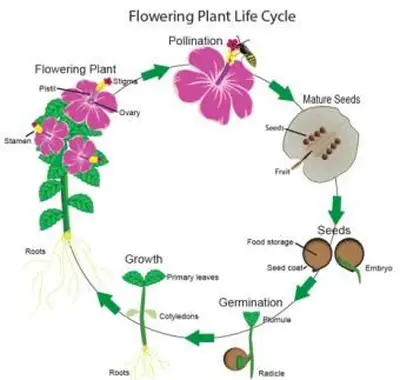 מחזור חיים של צמחים פורחים