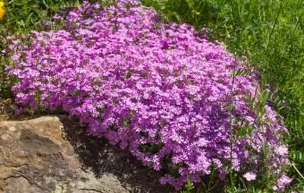 שַׁלהָבִית