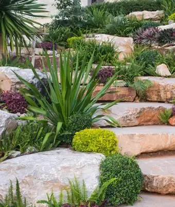 יוקה גדולה בגן סלעים