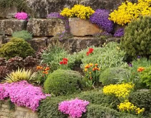 צמחים לשימוש בגני רוק