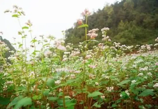 Quand planter du sarrasin