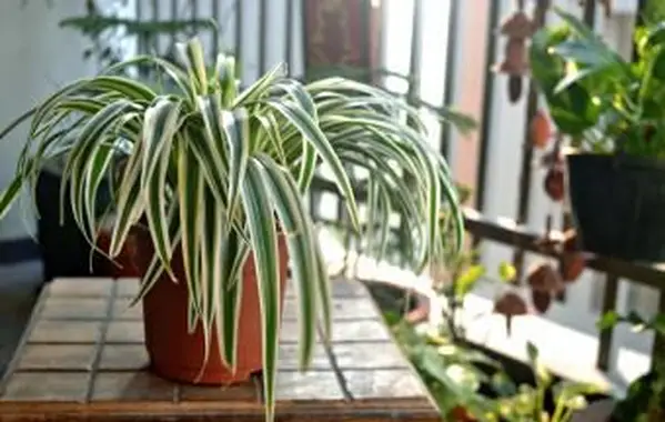 Pająk na drewnianym stole na domowym balkonie