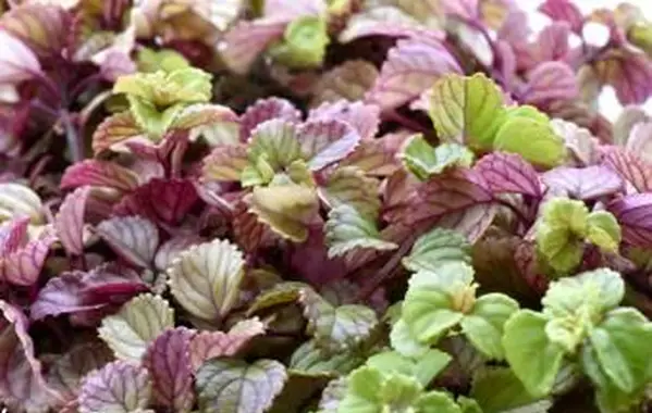 Plectranthus verticillatus Szwedzki bluszcz