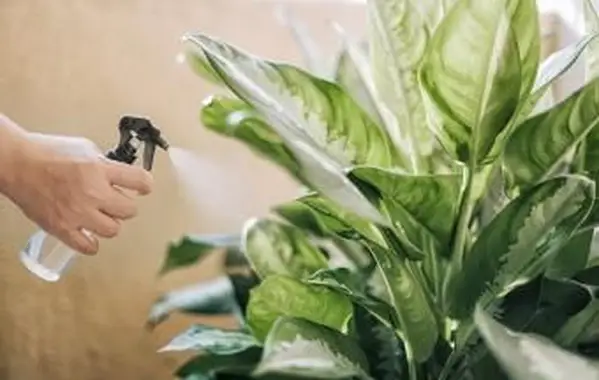 Spray ludzkiej dłoni na liście głuchej trzciny