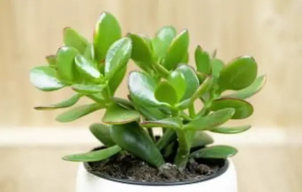 Jadeitowa roślina, szczęśliwa roślina, roślina pieniędzy lub drzewo pieniędzy