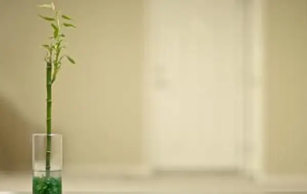 Zestaw bambusowy w wazonie z zielonymi kulkami