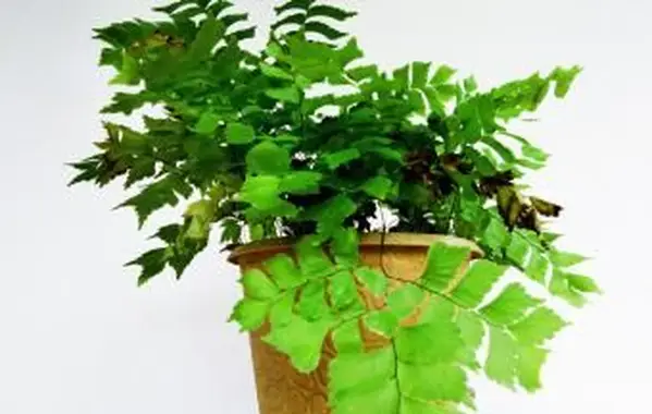 Paproć (Agropyron-Piątek) w wazonie