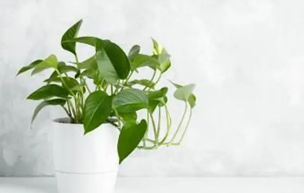 Roślina Pothos w wazonie