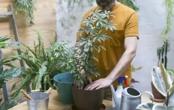 Człowiek przesadzający zieloną roślinę (Schefflera Umbrella Dwarf Plant)