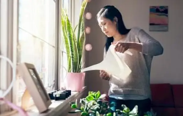 10 roślin, które nie wymagają drenażu: łatwe w pielęgnacji akcenty