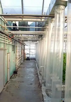 Les plantes peuvent-elles pousser sans sol ?