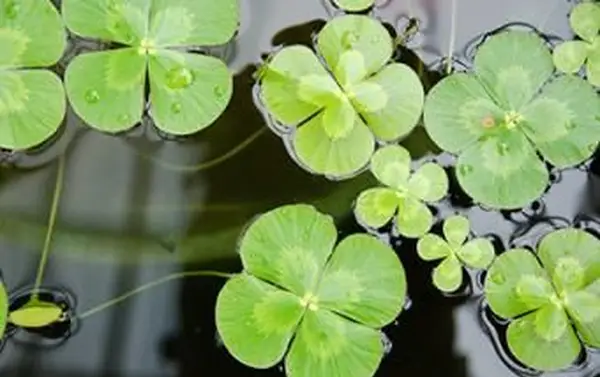 trébol de agua