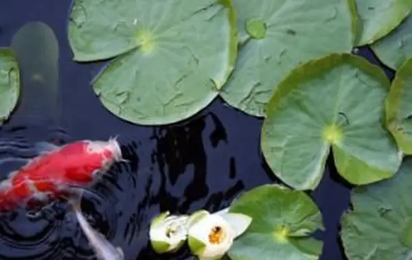 koi con hojas de nenúfar