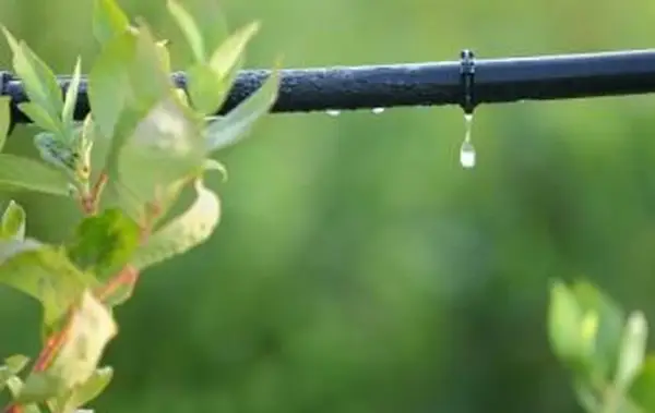Nawadnianie kroplowe
