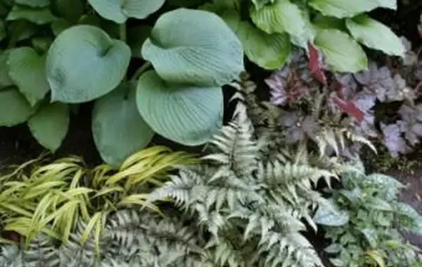 Welche Pflanzen können im Schatten wachsen?