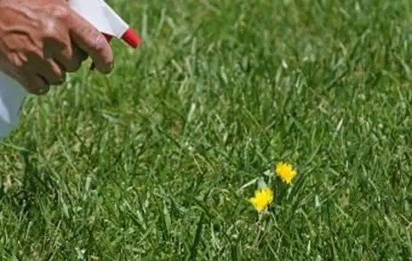 Recept na Ocot Weed Killer