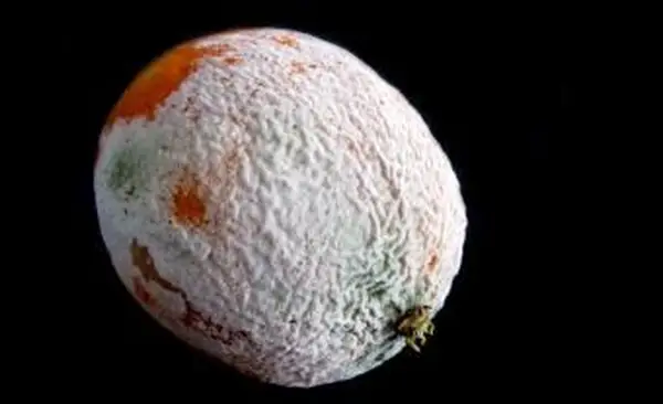 schimmelige Orange
