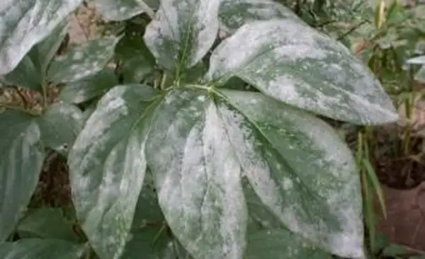 Echter Mehltau auf Blättern